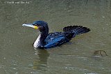 01-02-2022 Breda - Het waait nog flink en een aalscholver is neergestreken in een sloot. De vogel kan hier uit de wind prima vissen. - Fotokrant