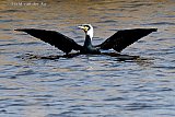 21-02-2019 Breda - Een aalscholver die nu al is gehuld in broedkleed stijgt op vanuit rivier De Mark. Het broedkleed krijgen deze vogels als de winter voorbij is. - Fotokrant