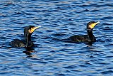 14-01-2024 Breda - Aalscholvers zwemmen ten noorden van de stad in rivier De Mark. Wat opvalt is dat ze geen witte plekken op hun kop hebben  (winterkleed). Alleen bij extreme kou trekken deze vogels naar het zuiden.  - Fotokrant