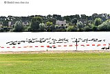 03-08-2020  Breda - Het onderzoek van de watermonsters die Het Waterschap  genomen heeft van het troebele water in de Asterdplas kan nog dagen duren. Tot de uitslag bekend is zijn vogels de enigste badgasten die het water in mogen. - Fotokrant