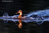 10-08-2021 Breda - Een vrouwtjes eend maakt bubbels in het water van een beek in de Haagse Beemden. - Fotokrant