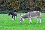 23-11-2023 Breda - Aan de rand van de Haagse Beemden genieten ezels van speciaal gekweekt gras. - Fotokrant