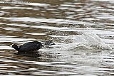 21-03-2023 Breda - Een Meerkoet wordt op rivier De Mark achterna gezeten door een soortgenoot. De watervogel vlucht en maakt even verderop een buiklanding. - Fotokrant