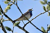31-03-2025 Breda - Het is volop lente en een blauwborst man zing het hoogste lied in een boom nabij de Haagse Beemden. - Fotokrant