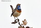 06-04-2019 Breda -  Een mannetjes Blauwborstje geeft in de Haagse Beemden een prachtig optreden. De kleine zeldzame vogel zingt vanuit de top van een eikenboom. - Fotokrant