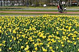 12-04-2021 Breda - Het voorjaar hangt in de lucht en verschillende bloembedden in de stad staan al in volle bloei. - Fotokrant