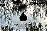 23-11-2019 Breda - Een ballon weerspiegeld in het water van een moeraslandschap dat door de vele regen is ontstaan nabij de Haagse Beemden. - Fotokrant