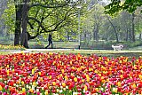 16-04-2019 Breda - Het is volop lente en de Bredase bollenvelden staan in volle bloei. - Fotokrant