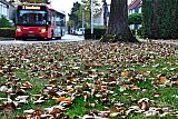 25-08-2022 Breda - Opnieuw is er sprake van een hittegolf. Bomen laten om te overleven het blad vallen. Hierdoor lijkt het al herfst. - Fotokrant