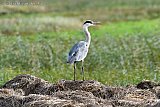 10-10-2024 Breda - Een blauwe reiger staat op de uitkijk aan de rand van de Haagse Beemden. - Fotokrant