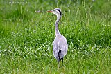 18&ndash;09-2019 Breda - Een Blauwe reiger speurt in een weiland in de Haagse Beemden naar voedsel. - Fotokrant