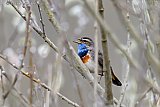 22-03-2021 Breda - Het is lente. Een mannetjes Blauwborst zingt verscholen tussen de takken het hoogste lied om zo een vrouwtje te versieren. - Fotokrant