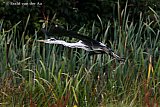 29-07-2023 Breda -Een Blauwe reiger scheert in vogelvlucht over een beek in de wijk Haagse Beemden. - Fotokrant