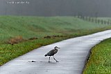 24-12-2024 Breda - Het is grauw grijs en nat en een blauwe reiger is in zn uppie op pad. - Fotokrant