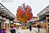 16-11-2021 Breda - Op winkelcentrum Heksenwiel heeft de boom prachtige herfstkleuren. - Fotokrant