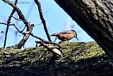 28-03-2022 Breda - Een Boomklever speurt in de Haagse Beemden de takken van een eik af op zoek naar insecten. - Fotokrant