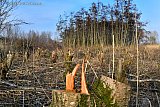 10-02-2023 Breda - Aan de rand van de Vierde Bergboezem zijn heel wat bomen gekapt. - Fotokrant