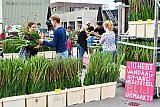 27-07-2020 Breda - De gladiolen die normaal bij de Vierdaagse in Nijmegen worden verkocht zijn gekocht door Bredanaars. Hiermee helpen ze via Breda Maakt Mij Blij de teler uit Heumen tijdens de Coronacrisis aan inkomsten. - Fotokrant