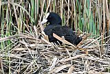 09-04-2023 Breda - Het broedseizoen is in volle gang. Een Meerkoet heeft in een week tijd een flink nest gebouwd. Wie 2e paasdag de natuur intrekt kan tal van vogels op nesten tegen komen.  Het is om het broeden niet te verstoren belangrijk honden aan de lijn te houden en afgesloten broedgebieden niet te betreden. - Fotokrant