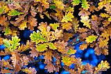 29-11-2023 Breda - Het herfstweer is aan het veranderen naar winterweer. Toch zijn nog lang niet alle blaadjes van de bomen.. Dit komt omdat de grond zeer nat is door de vele regen. - Fotokrant