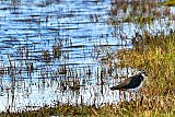 12-03-2020 Breda -Door het hoge water zijn de nesten met de eieren van de kieviten en andere weide vogels weggespoeld.De vogels zoeken naar hun nesten. - Fotokrant