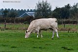 03&ndash;09-2019 Breda - Op de dag dat het kabinet heeft besloten om de veestapel vanwege de stikstof bij natuurgebieden in te gaan krimpen graast een koe in de Vierde Bergboezem aan de rand van de Haagse Beemden. - Fotokrant