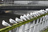 29-01-2020 Breda - Verschillende brugleuningen in de Haagse Beemden slaan groen uit van het vocht en moeten nodig worden schoongemaakt. - Fotokrant