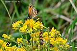 21-07-2019 Breda - Tijdens de vlindertelling zijn in de Haagse Beemden oranje zwart gestreepte rupsen gespot . Deze blijken van de Sint Jacobsvlinder te zijn. Bovenop de bloem zit een bruin Zandoogje te eten. - Fotokrant