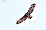 04-04-2022 Breda - Een enorme buizerd heeft in de Haagse Beemden een kleinere buizerd die daar al leefde gevonden en daarmee de afgelopen week samen een nest gemaakt. - Fotokrant