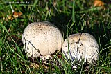 05-10-2026 Breda - Het is herfst en Bovisten groeien in het gras. De paddenstoelen kunnen wel zo groot worden als een voetbal . - Fotokrant
