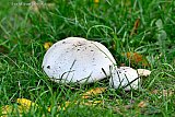 03-11-2022 Breda - Reuze bovisten groeien in het gras aan de rand van de Haagse Beemden. De paddenstoelen kunnen wel 50cm doorsnee worden. - Fotokrant