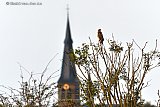 26-08-2024 Breda - Niet ver van de kerk van Terheijden zit een buizerd in een boomtop. De roofvogel speurt de velden af naar muizen. - Fotokrant
