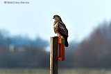 18-02-2025 Breda - Een buizerd gebruikt een bordje van Staatsbosbeheer als uitkijk. - Fotokrant