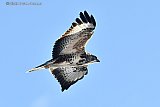 27-01-2024 Breda - Aan de rand van de Haagse Beemden speurt een buizerd naar muizen. - Fotokrant