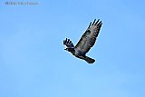 30-01-2026 Breda - Een flinke buizerd zweeft boven de woonwijk Haagse Beemden. - Fotokrant