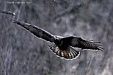 06-01-2026 Breda - Een grote buizerd vliegt langs de rand van het Haagse Beemden bos op zoek naar voedsel. - Fotokrant