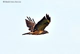 05-09-2024 Breda - Een buizerd vliegt hoog boven een veld aan de rand van de Haagse Beemden. - Fotokrant