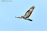 04-10-2022 Breda - Hoog boven de Haagse Beemden zweeft deze bonte buizerd. Er zijn in het gebied ten noorden van de stad opvallend minder buizerds te zien dan de afgelopen jaren. - Fotokrant