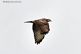 20&ndash;10-2019 Breda - Een flinke buizerd speurt vanuit de lucht aan de rand van de Haagse Beemden naar knaagdieren. - Fotokrant