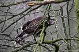 13-03-2026 Breda -  Een buizerd heeft zich verscholen tussen takken. Doodstil zit de vogel te wachten tot deze een prooi ziet.  - Fotokrant