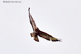 11-07-2021 Breda - Een buizerd speurt met zn scherpe ogen de velden aan de rand van de Haagse Beemden af opzoek naar voedsel. - Fotokrant