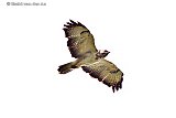 19-07-2020 Breda - Op de thermiek boven de Haagse Beemden cirkelt een flinke buizerd op zoek naar voedsel speurt hij de grond af. - Fotokrant