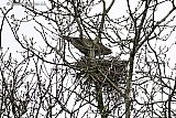 21-02-2026 Breda - De lente hangt in de lucht. Een koppeltje buizerds is al nest aan het bouwen aan de rand van de Haagse Beemden. - Fotokrant