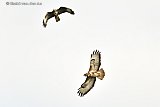 12-06-2021 Breda - Een enorme buizerd jaagt al schreeuwend aan de rand van de Haagse Beemden een andere roofvogel uit zijn territorium. - Fotokrant