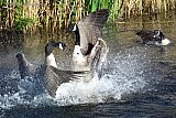06-04-2025 Breda -  Canadese ganzen vechten om een partner in een beek aan de rand van de Haagse Beemden. - Fotokrant