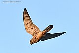 03-09-2021 Breda- Aan de rand van de Haagse Beemden maakt een Valk tijdens zijn jacht een duikvlucht. - Fotokrant
