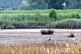08-07-2019 Breda - Nabij Breda zijn de 1e tekenen van de extreme droogte te zien. Vorig jaar rond deze tijd stond hier nog water nu is het hier al kurkdroog.  - Fotokrant
