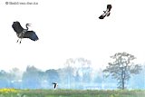 14-05-2021  Breda - In natuurgebied De Vierde Bergboezem vliegt een Tureluur verschrikt op als een moeder kievit een blauwe reiger aanvalt die haar jong probeert te vangen. Het jong ontsnapte en de reiger werd weggejaagd. - Fotokrant
