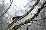 19-01-2026 Breda - Een eekhoorntje springt in een boom aan de rand van het Haagse Beemdenbos.  Het dier word opgejaagd door eksters maar weet te ontsnappen. - Fotokrant
