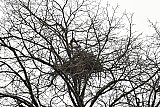 10-01-2020 Ulvenhout - Een koppeltje eksters heeft al last van lentekriebels en bouwt in het dorp hoog in een boom al een nest.. - Fotokrant